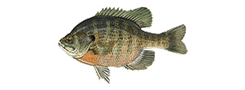 Bluegill